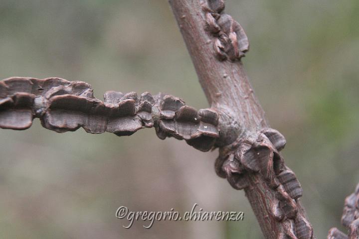 Cava Carosello Censimento 31.10.2010 (208).JPG